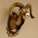 Mufflon (Ovis gmelini musimon) Präparat HL max. 72,5 cm Kopf Schulter Haupt 85.12.80