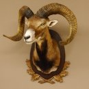 Mufflon (Ovis gmelini musimon) Präparat HL max. 72,5 cm Kopf Schulter Haupt 85.12.80