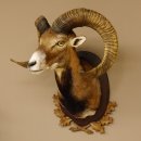 Mufflon (Ovis gmelini musimon) Präparat HL max. 72,5 cm Kopf Schulter Haupt 85.12.80