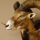 Mufflon (Ovis gmelini musimon) Präparat HL max. 72,5 cm Kopf Schulter Haupt 85.12.80