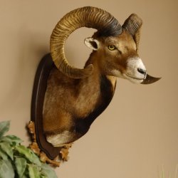 Mufflon (Ovis gmelini musimon) Präparat HL max. 72,5 cm Kopf Schulter Haupt 85.12.80