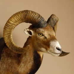 Mufflon (Ovis gmelini musimon) Präparat HL max. 72,5 cm Kopf Schulter Haupt 85.12.80