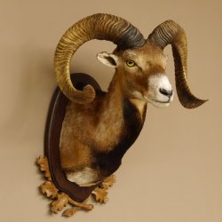 Mufflon (Ovis gmelini musimon) Präparat HL max. 72,5 cm Kopf Schulter Haupt 85.12.80