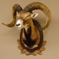 Mufflon (Ovis gmelini musimon) Präparat HL max. 72,5 cm Kopf Schulter Haupt 85.12.80