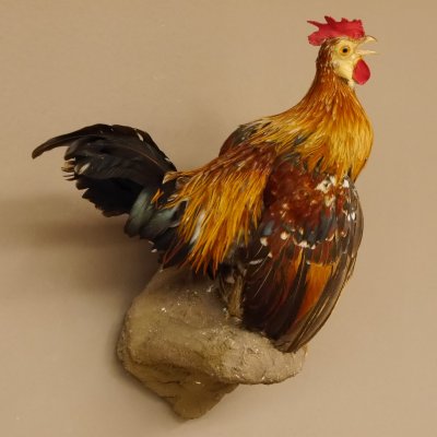 Zwerghahn Hahn Gockl Haushahn auf Sockel hängend Präparat Ganzpräparat taxidermy Deko 90.17.6