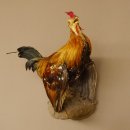 Zwerghahn Hahn Gockl Haushahn auf Sockel hängend Präparat Ganzpräparat taxidermy Deko 90.17.6