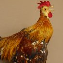 Zwerghahn Hahn Gockl Haushahn auf Sockel hängend Präparat Ganzpräparat taxidermy Deko 90.17.6