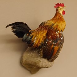 Zwerghahn Hahn Gockl Haushahn auf Sockel hängend Präparat Ganzpräparat taxidermy Deko 90.17.6