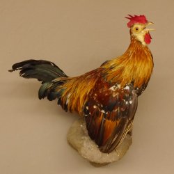 Zwerghahn Hahn Gockl Haushahn auf Sockel hängend Präparat Ganzpräparat taxidermy Deko 90.17.6