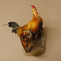 Zwerghahn Hahn Gockl Haushahn auf Sockel hängend Präparat Ganzpräparat taxidermy Deko 90.17.6