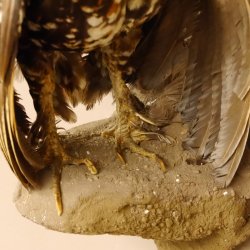 Zwerghahn Hahn Gockl Haushahn auf Sockel hängend Präparat Ganzpräparat taxidermy Deko 90.17.6
