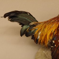 Zwerghahn Hahn Gockl Haushahn auf Sockel hängend Präparat Ganzpräparat taxidermy Deko 90.17.6