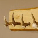 Geweih Garderobe mit 5 Haken aus Hirschspitzen Hirschrose auf Holzbrett Rehgeweih Wandgarderobe Unikat 27.8.96
