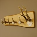 Geweih Garderobe mit 5 Haken aus Hirschspitzen Hirschrose auf Holzbrett Rehgeweih Wandgarderobe Unikat 27.8.96