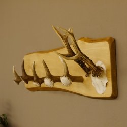 Geweih Garderobe mit 5 Haken aus Hirschspitzen Hirschrose auf Holzbrett Rehgeweih Wandgarderobe Unikat 27.8.96