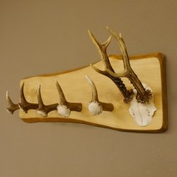 Geweih Garderobe mit 5 Haken aus Hirschspitzen Hirschrose auf Holzbrett Rehgeweih Wandgarderobe Unikat 27.8.96