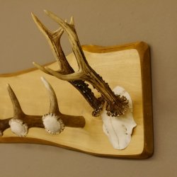 Geweih Garderobe mit 5 Haken aus Hirschspitzen Hirschrose auf Holzbrett Rehgeweih Wandgarderobe Unikat 27.8.96
