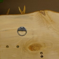 Geweih Garderobe mit 5 Haken aus Hirschspitzen Hirschrose auf Holzbrett Rehgeweih Wandgarderobe Unikat 27.8.96