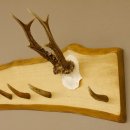 Geweih Garderobe mit 6 Haken aus Hirschspitzen auf Holzbrett Rehgeweih Wandgarderobe Unikat 27.8.98