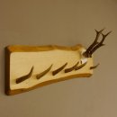 Geweih Garderobe mit 6 Haken aus Hirschspitzen auf Holzbrett Rehgeweih Wandgarderobe Unikat 27.8.98