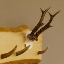 Geweih Garderobe mit 6 Haken aus Hirschspitzen auf Holzbrett Rehgeweih Wandgarderobe Unikat 27.8.98