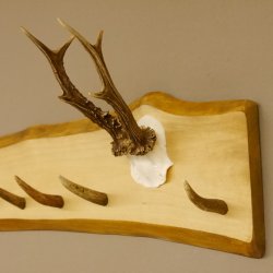 Geweih Garderobe mit 6 Haken aus Hirschspitzen auf Holzbrett Rehgeweih Wandgarderobe Unikat 27.8.98