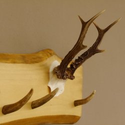 Geweih Garderobe mit 6 Haken aus Hirschspitzen auf Holzbrett Rehgeweih Wandgarderobe Unikat 27.8.98