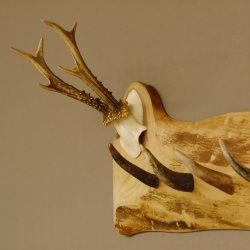 Geweih Garderobe mit 6 Haken aus Hirschspitzen auf Holzbrett Rehgeweih Wandgarderobe Unikat 27.8.100