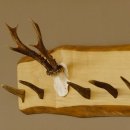 Geweih Garderobe mit 6 Haken aus Hirschspitzen auf Holzbrett Rehgeweih Wandgarderobe Unikat 27.8.99