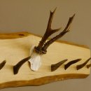 Geweih Garderobe mit 6 Haken aus Hirschspitzen auf Holzbrett Rehgeweih Wandgarderobe Unikat 27.8.99