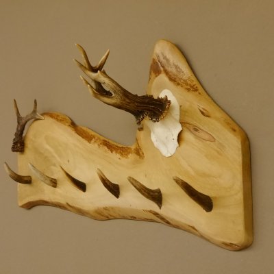 Geweih Garderobe mit 6 Haken aus Hirschspitzen auf Holzbrett Rehgeweih Rehstange Wandgarderobe Unikat 27.8.101