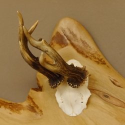 Geweih Garderobe mit 6 Haken aus Hirschspitzen auf Holzbrett Rehgeweih Rehstange Wandgarderobe Unikat 27.8.101