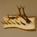 Geweih Garderobe mit 6 Haken aus Hirschspitzen auf Holzbrett Rehgeweih 2x Rehstangen Wandgarderobe Unikat 27.8.102