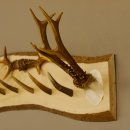 Geweih Garderobe mit 6 Haken aus Hirschspitzen auf Holzbrett Rehgeweih 2x Rehstangen Wandgarderobe Unikat 27.8.102