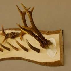 Geweih Garderobe mit 6 Haken aus Hirschspitzen auf Holzbrett Rehgeweih 2x Rehstangen Wandgarderobe Unikat 27.8.102