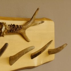Geweih Garderobe mit 6 Haken aus Hirschspitzen auf Holzbrett 2x Rehstangen Wandgarderobe Unikat 27.8.103