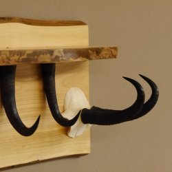 Garderobe mit 6 Gamshaken + Gamsgeweih auf Holzbrett Ablagefläche Wandgarderobe Geweih Unikat 27.8.106