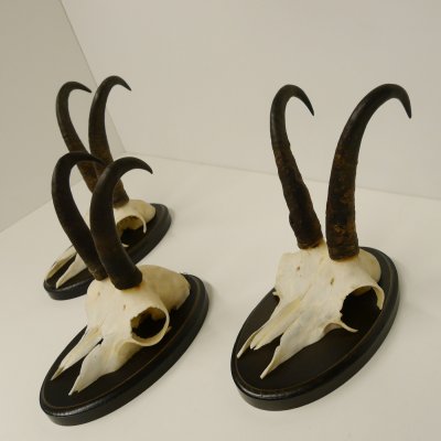 3 Stück Gamsgeweihe Gemse Geweihe auf Trophäenschilder SL bis max. 21,7 cm 47.165