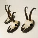 3 Stück Gamsgeweihe Gemse Geweihe auf Trophäenschilder SL bis max. 21,7 cm 47.165
