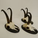3 Stück Gamsgeweihe Gemse Geweihe auf Trophäenschilder SL bis max. 21,7 cm 47.165
