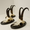 3 Stück Gamsgeweihe Gemse Geweihe auf Trophäenschilder SL bis max. 21,7 cm 47.165
