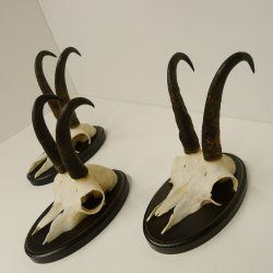 3 Stück Gamsgeweihe Gemse Geweihe auf Trophäenschilder SL bis max. 21,7 cm 47.165