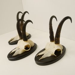 3 Stück Gamsgeweihe Gemse Geweihe auf Trophäenschilder SL bis max. 21,7 cm 47.165
