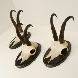3 Stück Gamsgeweihe Gemse Geweihe auf Trophäenschilder SL bis max. 21,7 cm 47.165