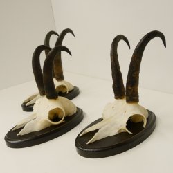 3 Stück Gamsgeweihe Gemse Geweihe auf Trophäenschilder SL bis max. 21,7 cm 47.165