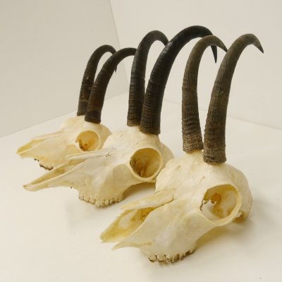 3 Stück ältere Gamsgeweihe Gemse Geweihe mit Zähne SL bis max. 21,3 cm 47.166
