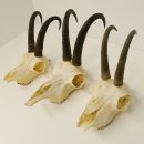 3 Stück ältere Gamsgeweihe Gemse Geweihe mit Zähne SL bis max. 21,3 cm 47.166