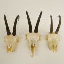 3 Stück ältere Gamsgeweihe Gemse Geweihe mit Zähne SL bis max. 21,3 cm 47.166