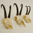 3 Stück ältere Gamsgeweihe Gemse Geweihe mit Zähne SL bis max. 21,3 cm 47.166