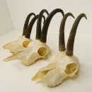 3 Stück ältere Gamsgeweihe Gemse Geweihe mit Zähne SL bis max. 21,3 cm 47.166